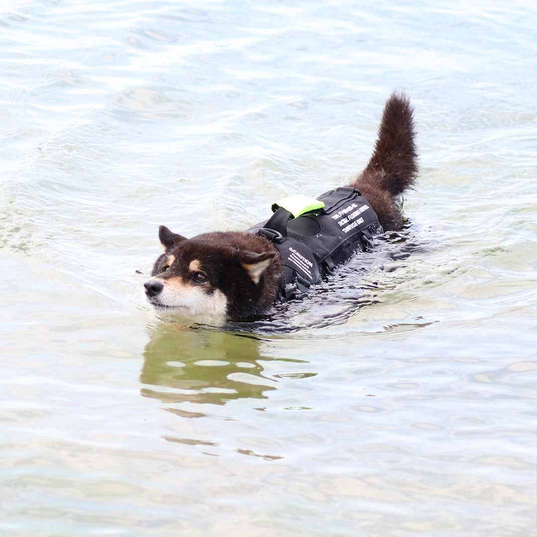 TFD  for DOG